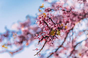 Blossom, pink flowers, nature, tree branch, spring HD wallpaper