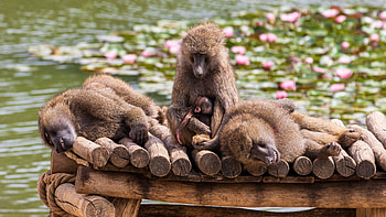 monkey , Background , 50 monkey HD wallpaper