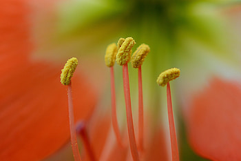 Pollen, flower, close up HD wallpaper