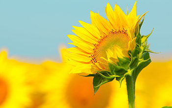 Plants, Flowers, Sunflowers HD wallpaper