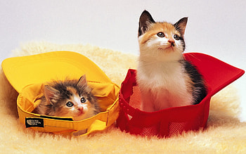 Animals, To Lie Down, Lie, Cap, Kittens HD wallpaper