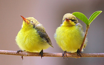 Birds, branch, bird, yellow, green, couple, pasare HD wallpaper