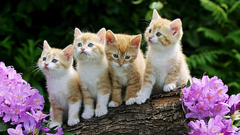 Kittens, Baby Animal HD wallpaper