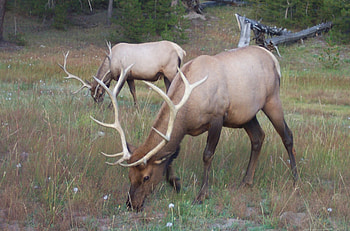 red deer, good forestry, look at thoughs antlers HD wallpaper