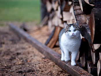 Cat, animal, kitten, wildlife, feline HD wallpaper