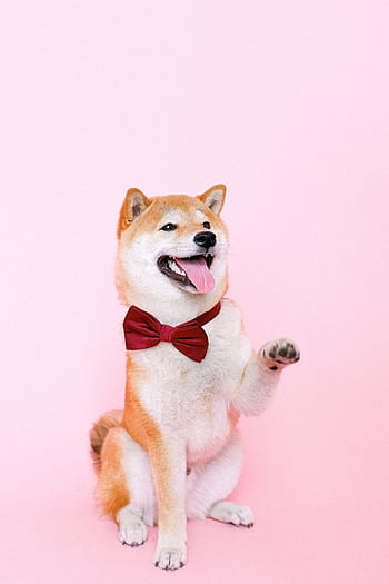 Cute Shiba Inu dog wearing a red bowtie on a pink background, raising a paw in a playful pose. HD phone wallpaper