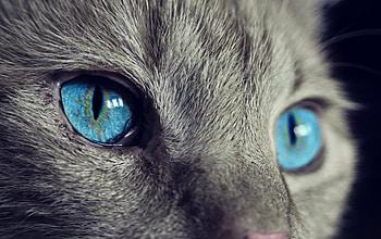 Animals, Cat, Muzzle, Blue-Eyed, Blue Eyed HD wallpaper