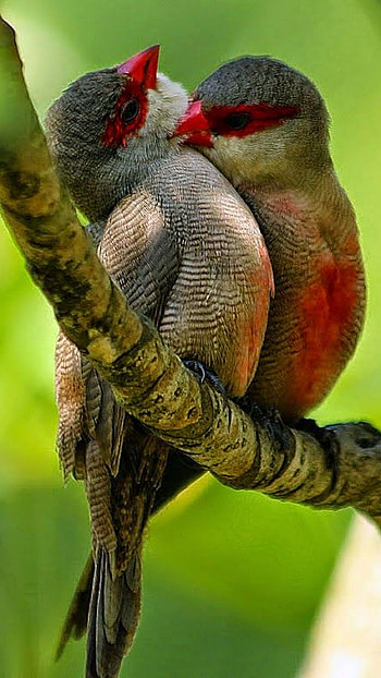 Love Birds, Adorable, Birds HD phone wallpaper