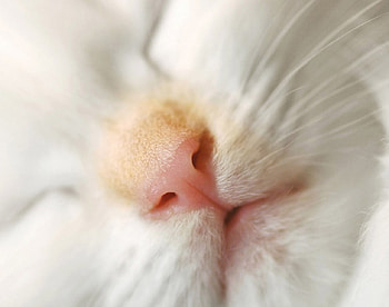 NARIZ DE GATINHO, animal, gato, lindo, amigo, natureza HD wallpaper