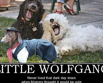 DRESS UP, dogs, dressup, laughing, funny HD wallpaper