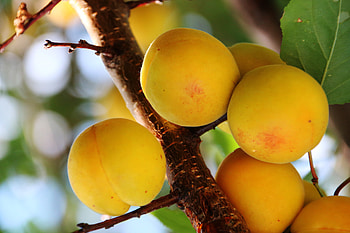 Dwarf Trevatt apricot, Australian plantnet, Compact fruit tree, Tasty and versatile HD wallpaper