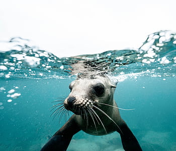Close-up of a sea lion swimming underwater in La Paz, B.C.S., Mexico. HD wallpaper