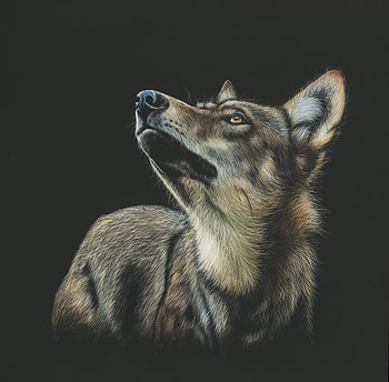 Art, Dark, , Drawing, Wolf, Sight, Opinion HD wallpaper