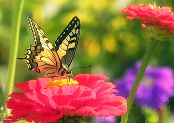 Attraction, butterfly, flower, red, grass, swallowtail, black and yellow HD wallpaper