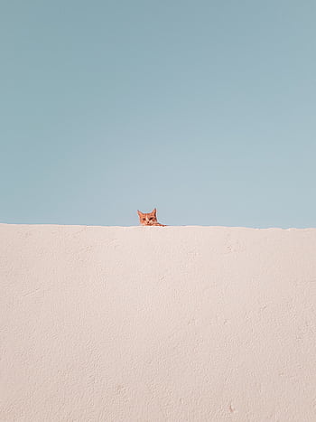 A curious tabby cat peeks over a clean minimalist wall against a blue sky. HD phone wallpaper