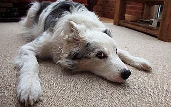 Animals, Lie, To Lie Down, Dog, Muzzle, Waiting, Expectation HD wallpaper