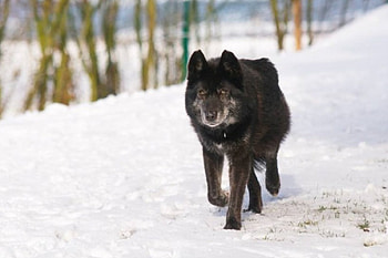 BLACK WOLF, winter, Wolves, animals, snow, Wolf, Black, nature HD wallpaper