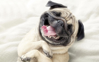 Adorable Pug, dog, pug, animals, cute, funny HD wallpaper