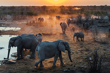 Kruger National Park, Namibia adventure, Safari experience, Wildlife graphy HD wallpaper