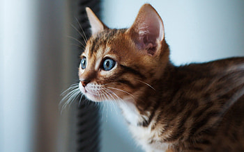 Animals, Cat, Kitty, Kitten, Sight, Opinion, Focus HD wallpaper