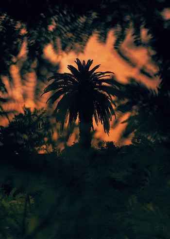 Bush, Dark, Silhouette, Wood, Tree, Palm HD phone wallpaper