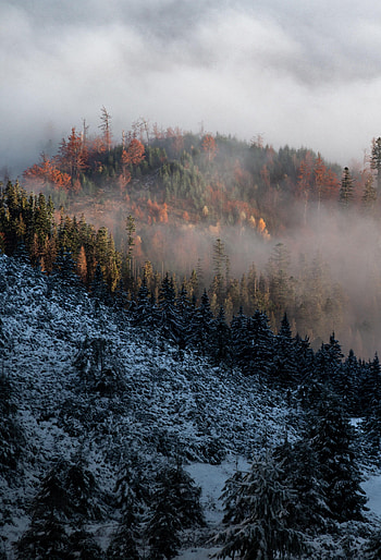 Nature, Trees, Clouds, Snow, Mountain, Fog HD phone wallpaper