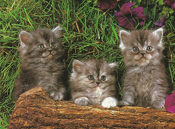 Help us?, kitten, log, green, cute, grass HD wallpaper