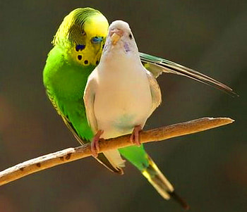 Love on a branch, branch, green and yellow, parakeets, pair, mates, creamy white HD wallpaper