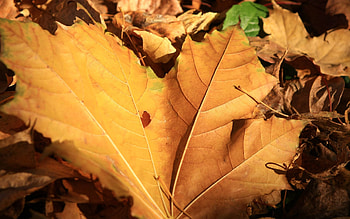 Nature, Autumn, Sheet, Leaf, Maple HD wallpaper