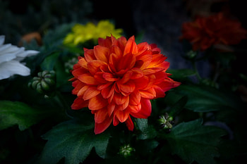 Red Chrysanthemums, Leaves, Winter, Red, Garden HD wallpaper