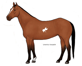 tb horse big brown, sweet, horse, lesson horse, brownish grey, gelding HD wallpaper
