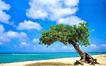 Vanuatu, Beachfront , 51 beachfront designs HD wallpaper