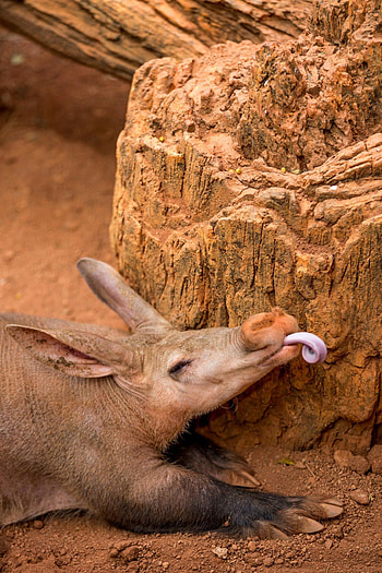 Aardvark, Incredible animals, Mammals, Ideas HD phone wallpaper