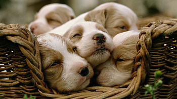 Baby Animal, Cute , Adorable creatures, High definition HD wallpaper