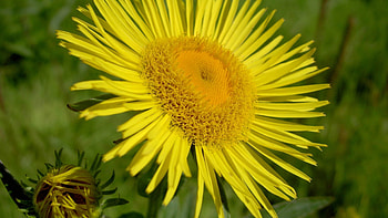 Flower, Macro, Petals HD wallpaper