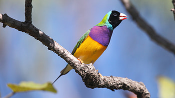 Gouldian finch, Birds HD wallpaper