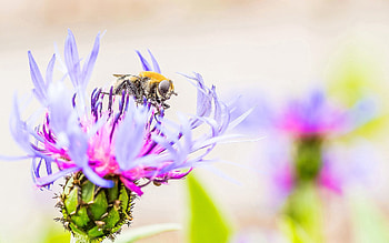 Flower, Macro, Bee, Pollination HD wallpaper