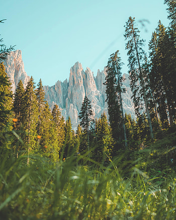 Nature, Trees, Grass, Rocks, Mountain, Vertex, Top HD phone wallpaper