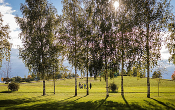 Park in Russia, sunshine, birches, Russia, park HD wallpaper