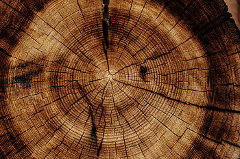 Wood, Tree, Texture, Textures, Trunk HD wallpaper