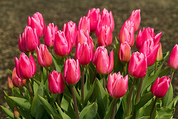 Spring Tulips, Easter, drops, flowers, water drops, tulips, Spring, rain drops HD wallpaper