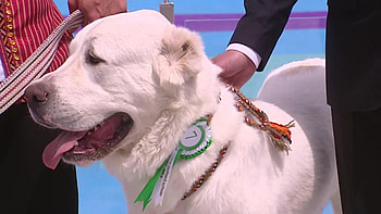 Alabai, Turkmenistan, Public holiday, Alabai dog celebration HD wallpaper