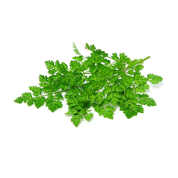 Fresh Italian parsley, Canada's produce, Vibrant green HD phone wallpaper
