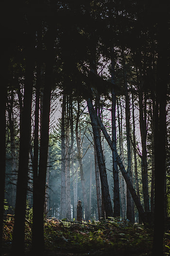 Nature, Trees, Dawn, Forest, Fog, Sunlight HD phone wallpaper