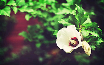 Flower, Plant, Macro, Petals, Branch HD wallpaper