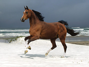 Horse in the snow, horse, brown, beautiful, snow HD wallpaper