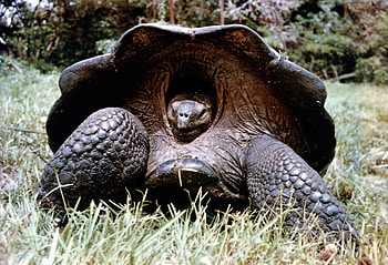 Galapagos Islands, Darwin's voyage, Breathtaking , Anniversary celebration HD wallpaper