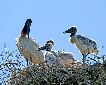 Jabiru Bird, Mycteria, Google, Pet Birds HD wallpaper