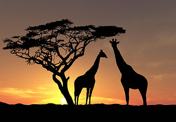 220 giraffe , Background HD wallpaper