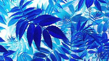 Bunch Of Blue Leaves On A White Background, leaves, nature HD wallpaper